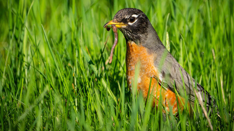 The stunning ornamental tree that will attract robins to your yard in ...