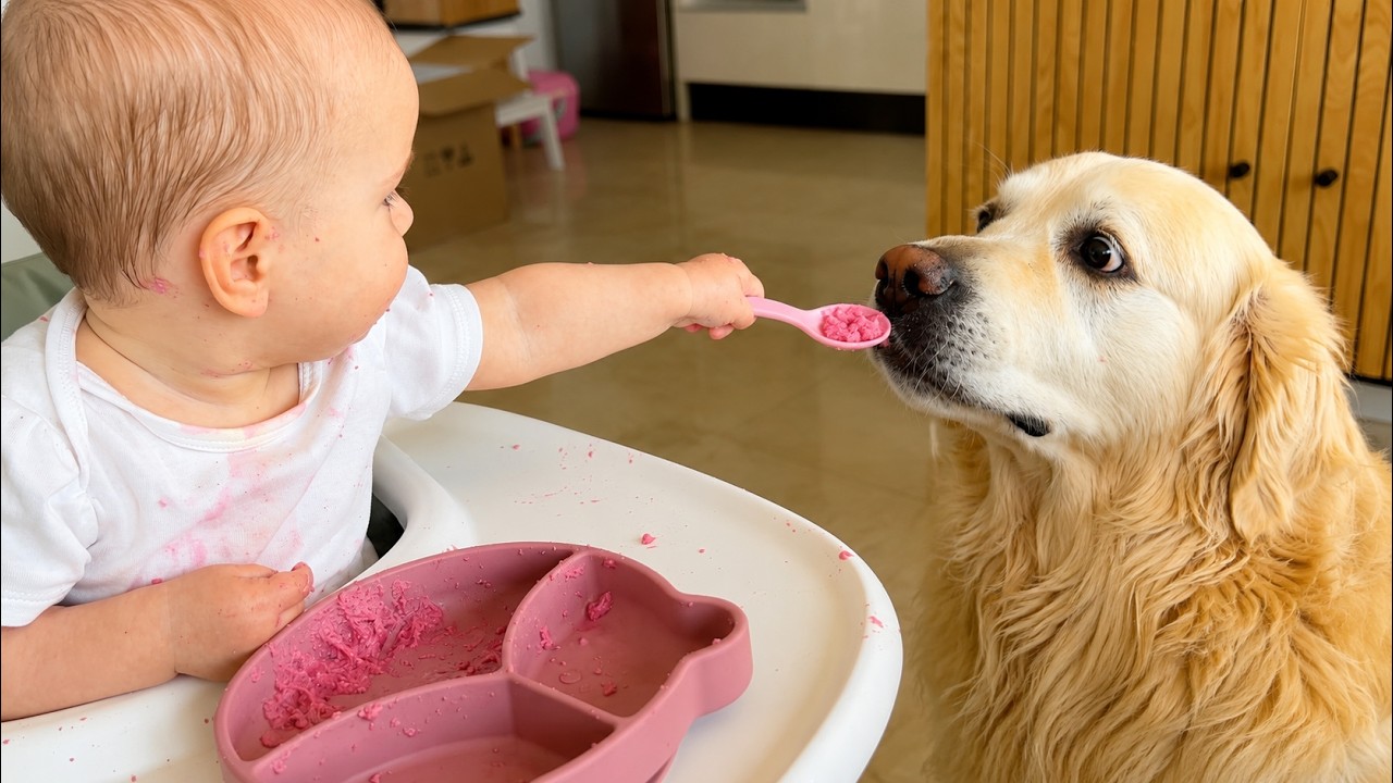 Golden retriever looks shocked when baby offers food