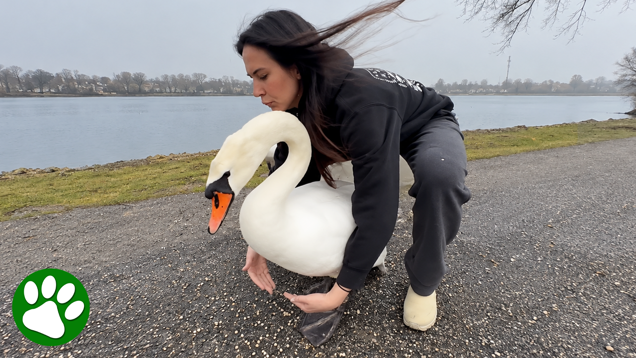 Woman races to save swan from danger