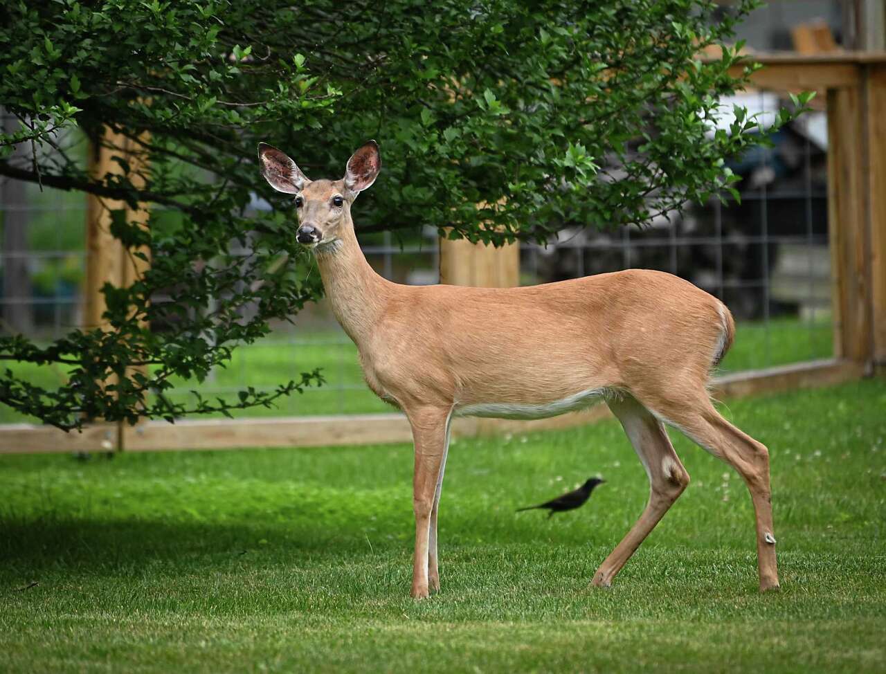 New state wildlife action plan considers plants, excludes carnivores