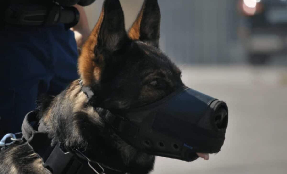 Genetically modified dogs are coming, and the US military could be ...