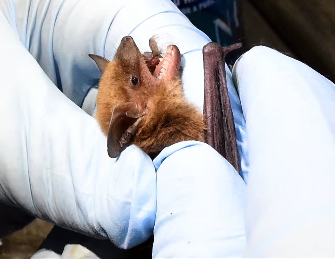 Vt. biologists highlighting targeting bat populations during Bat Week