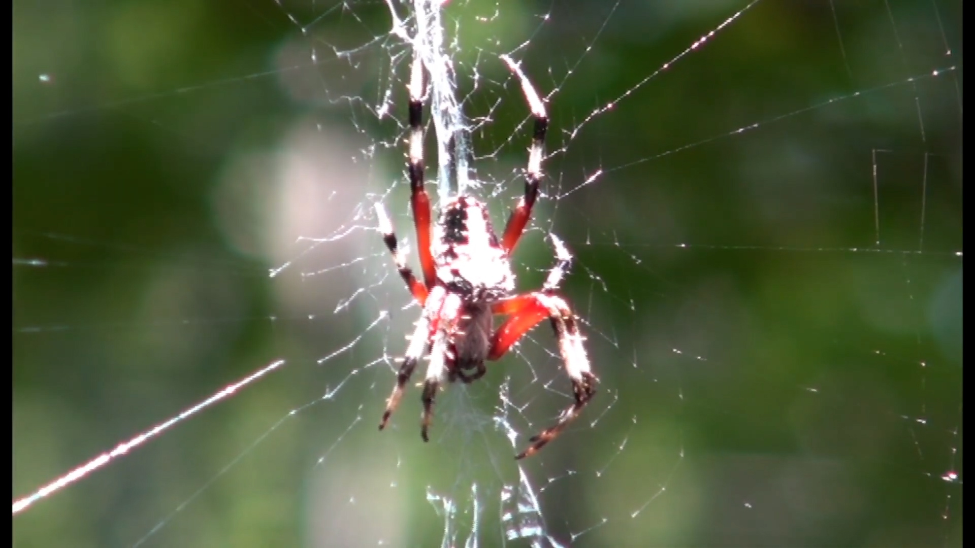 Why do spider webs have an X in them | The orb weaver's secret