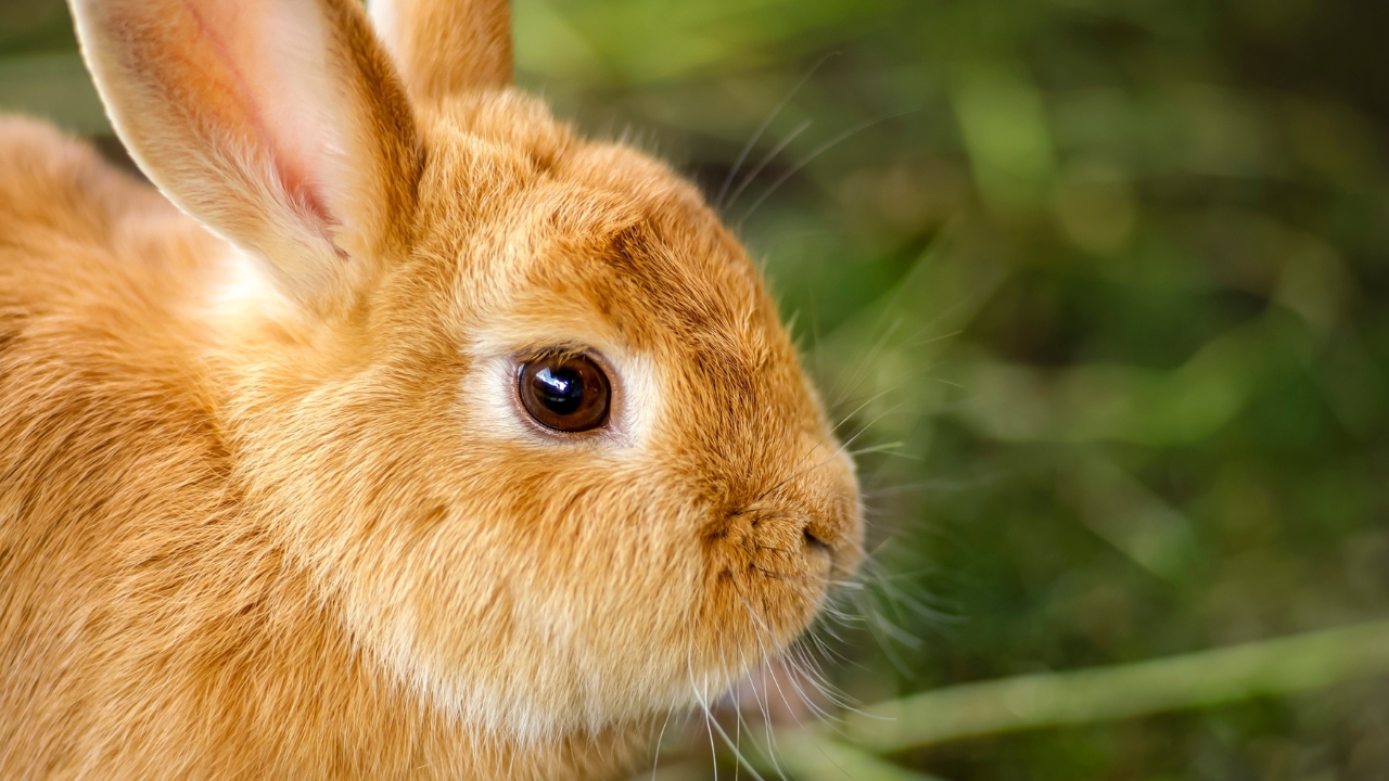 6 rabbit breeds actually worth raising for meat