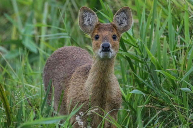 In Cambridgeshire, a tusked Chinese water deer fell into a muddy hole ...