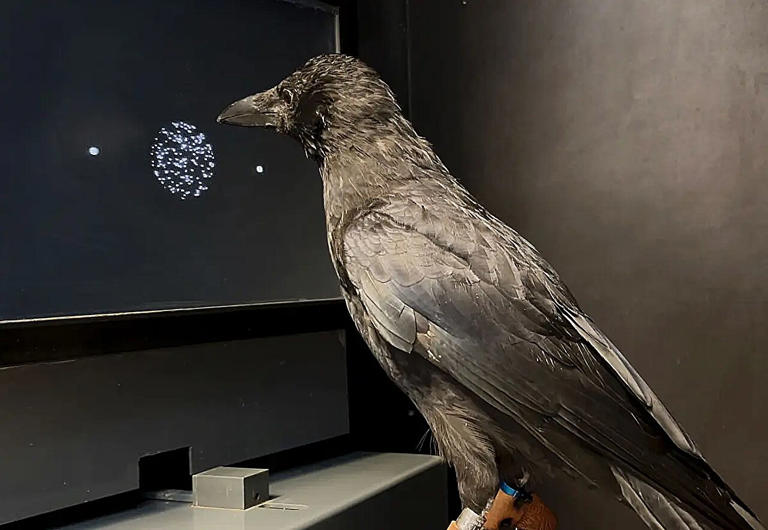 Crows make decisions twice as fast as humans and monkeys