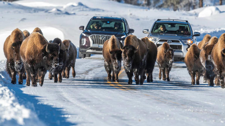 Yellowstone issues a final deadline before banning all cars
