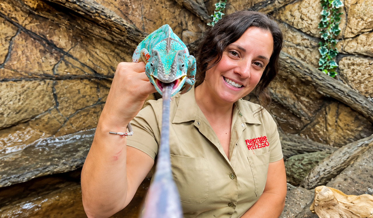 Panther chameleon shoots its long tongue directly at the camera lens