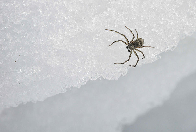 Where do spiders go during winter? Experts explain