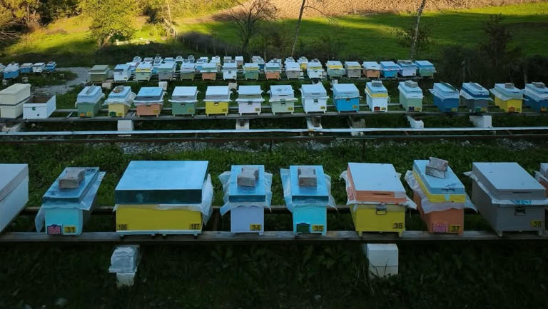 Arılı kovan destekleme başvurularında son 5 gün