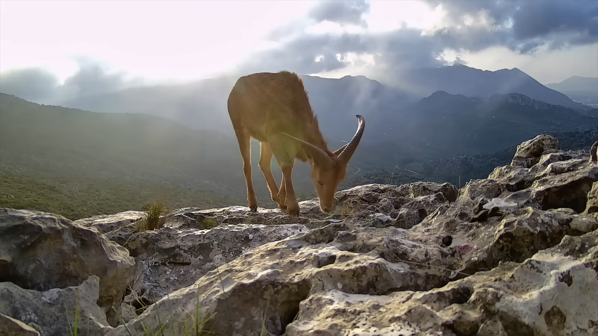 Wildlife camera captures nature in action