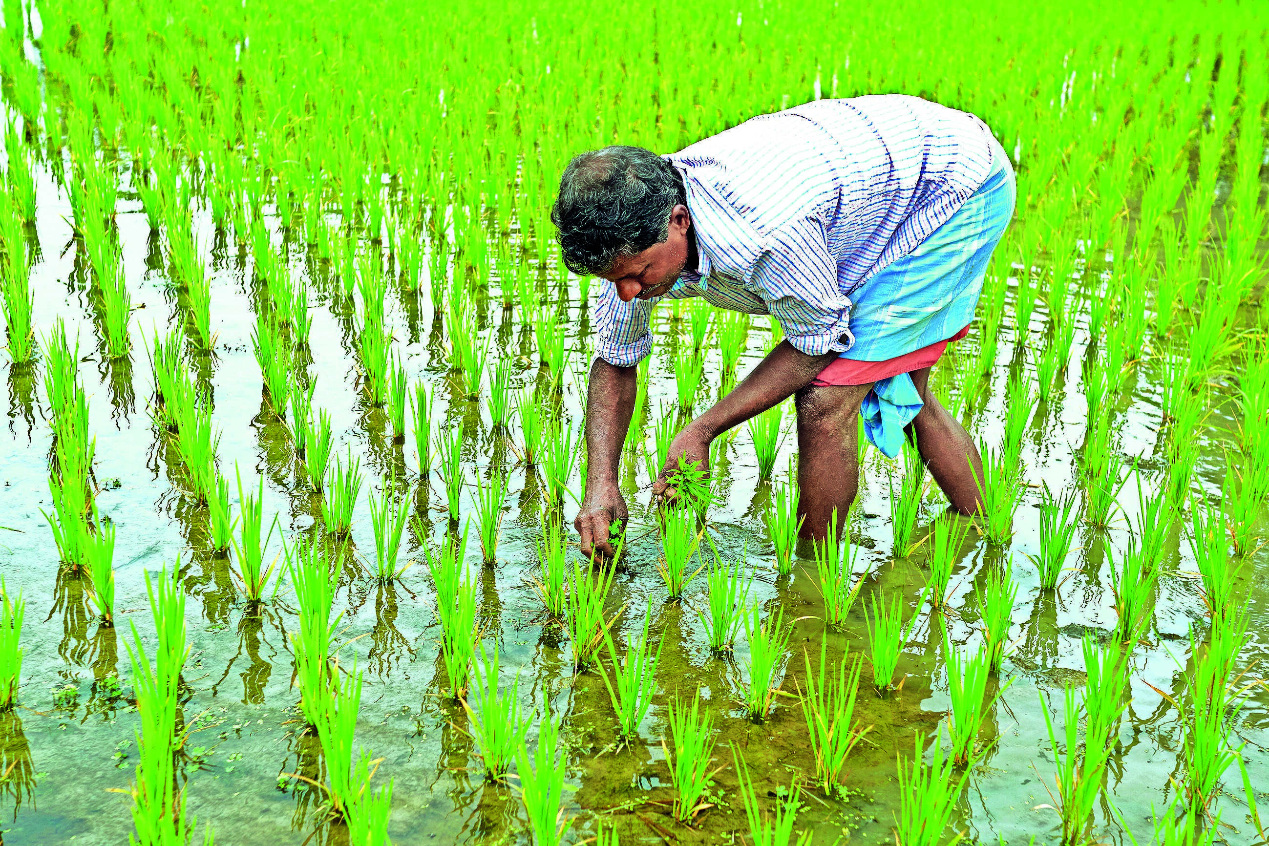 In export push for 4 GI-tagged aromatic rice, Bengal plans 2 hubs