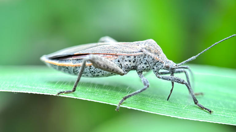 Not stink bugs: The pesky lookalike you don't want in your fall ...