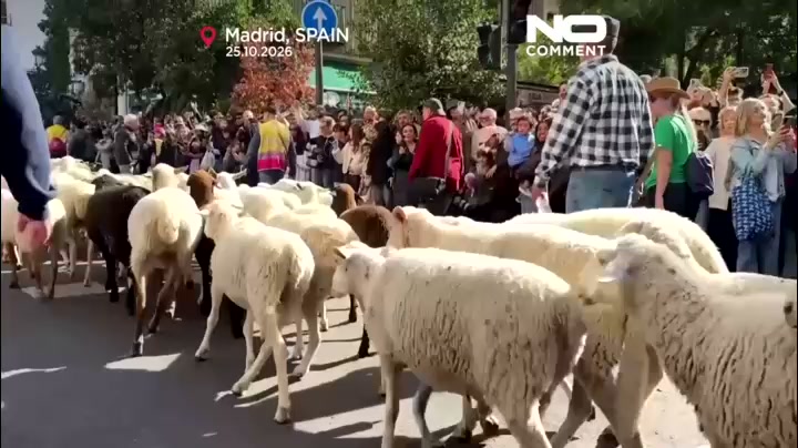 Thousands of sheep take over Madrid's streets for Transhumance Festival
