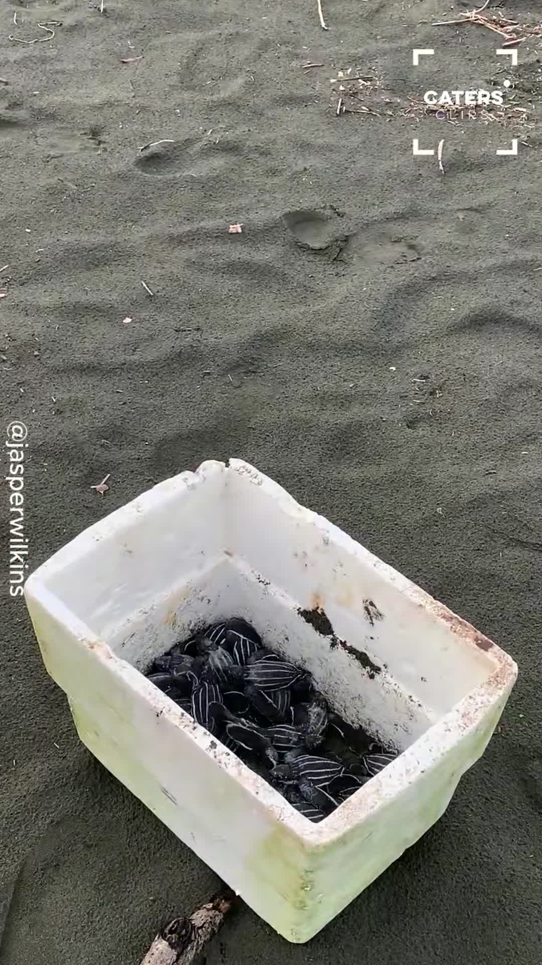 Tiny sea turtle hatchlings face a dramatic first journey
