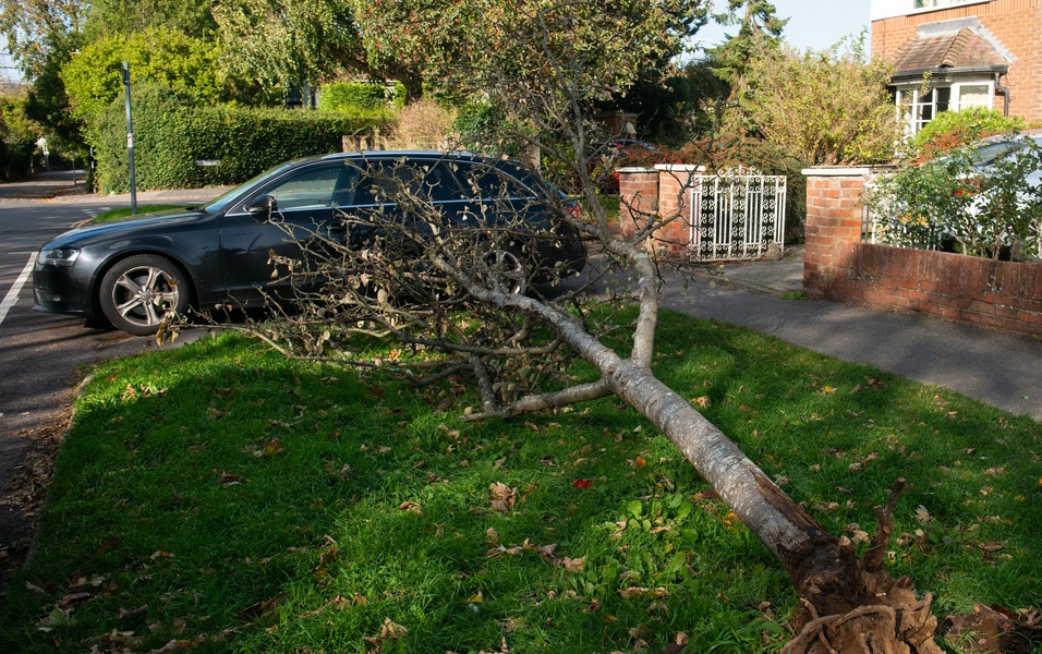 Tree care tips for a safer home