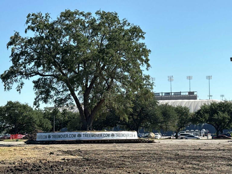 Rice is breaking ground on a massive new tower but saving the trees first
