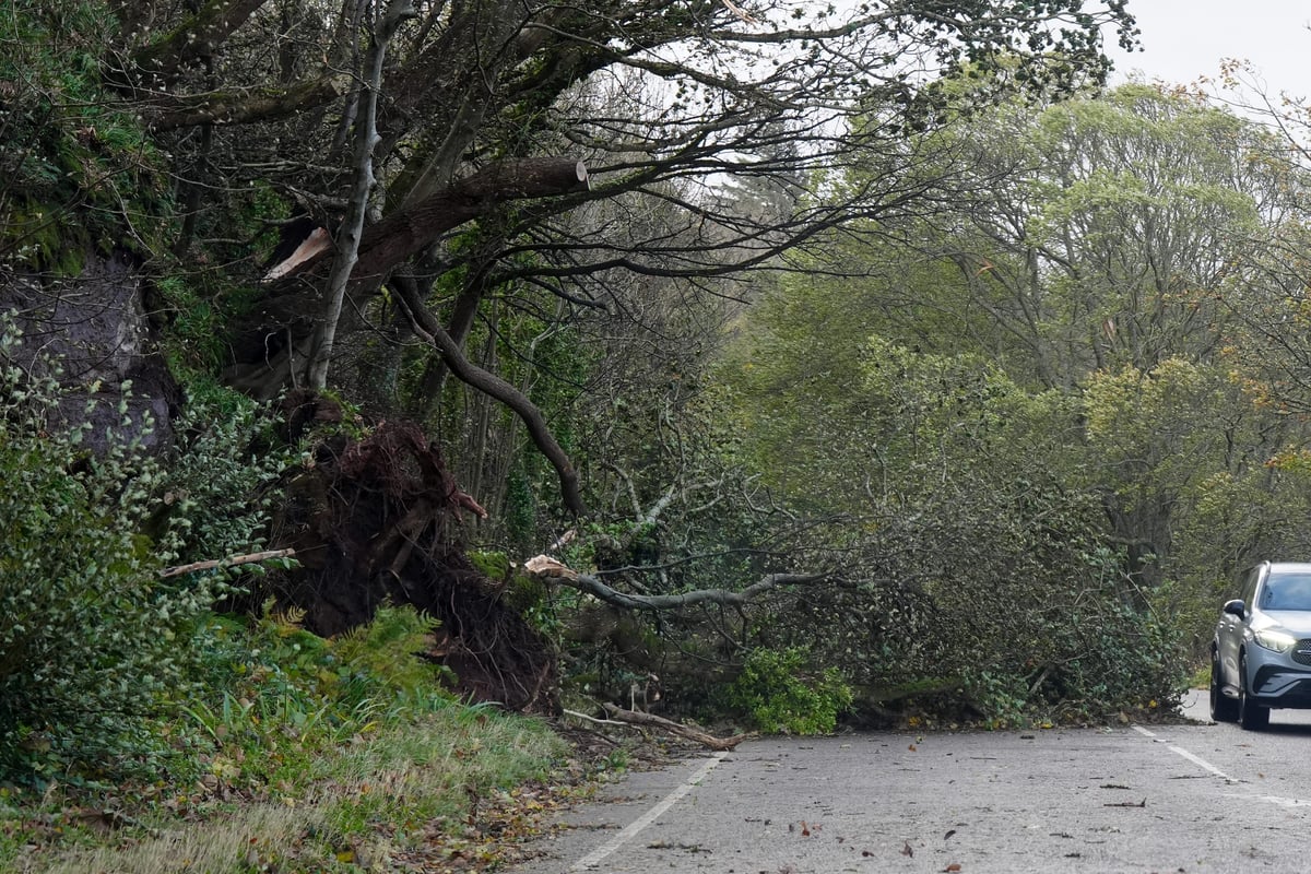 Driver killed after tree crushes car as London hit by high winds