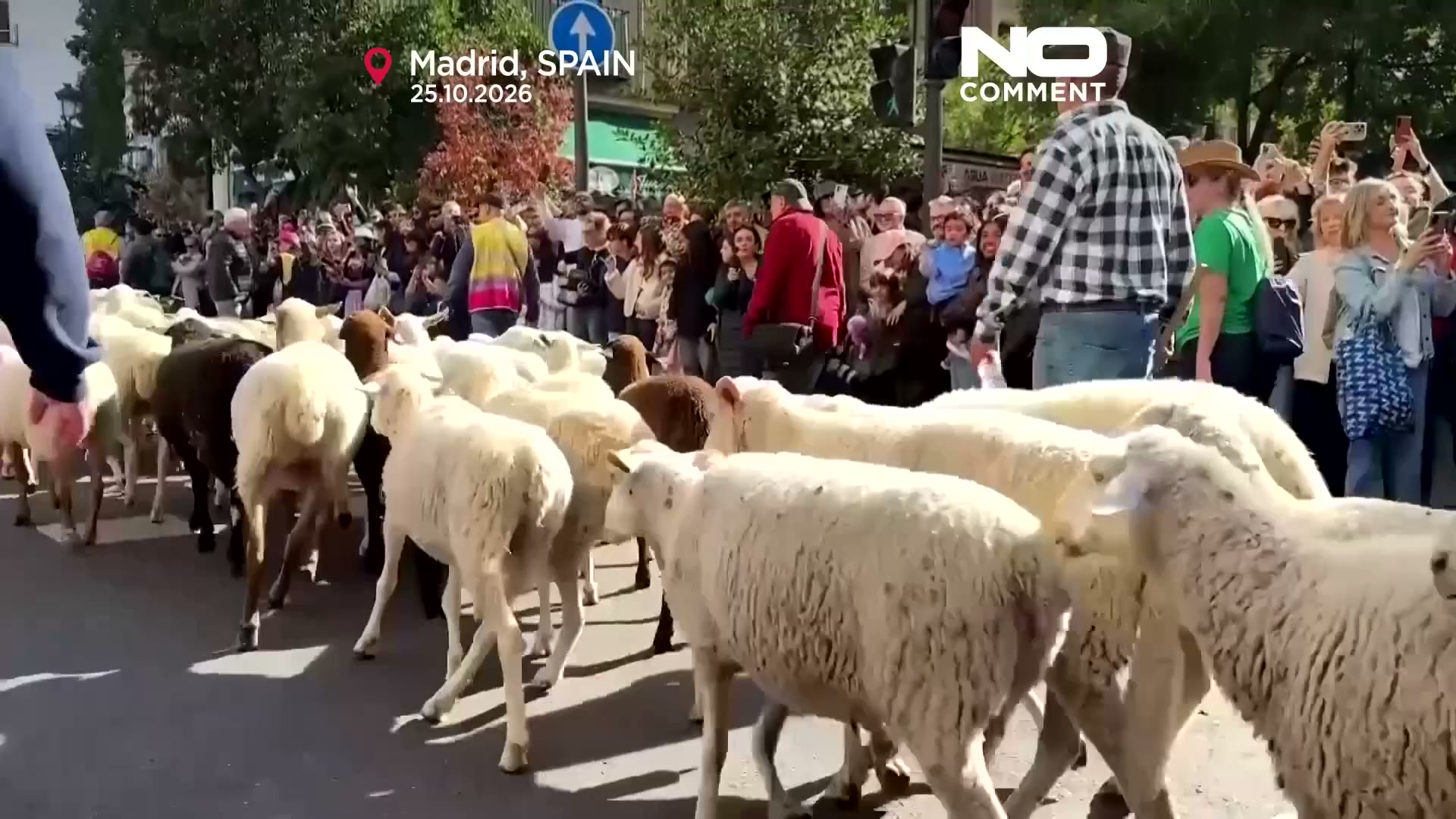 Thousands of sheep take over Madrid's streets for Transhumance Festival