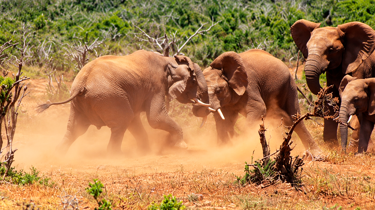 I filmed these unexpected moments with these elephants