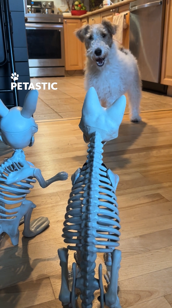 Puppy exhibits confusion toward Halloween skeleton decorations