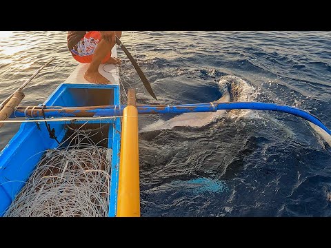 Unbelievable monster fish catch | Catch and sell