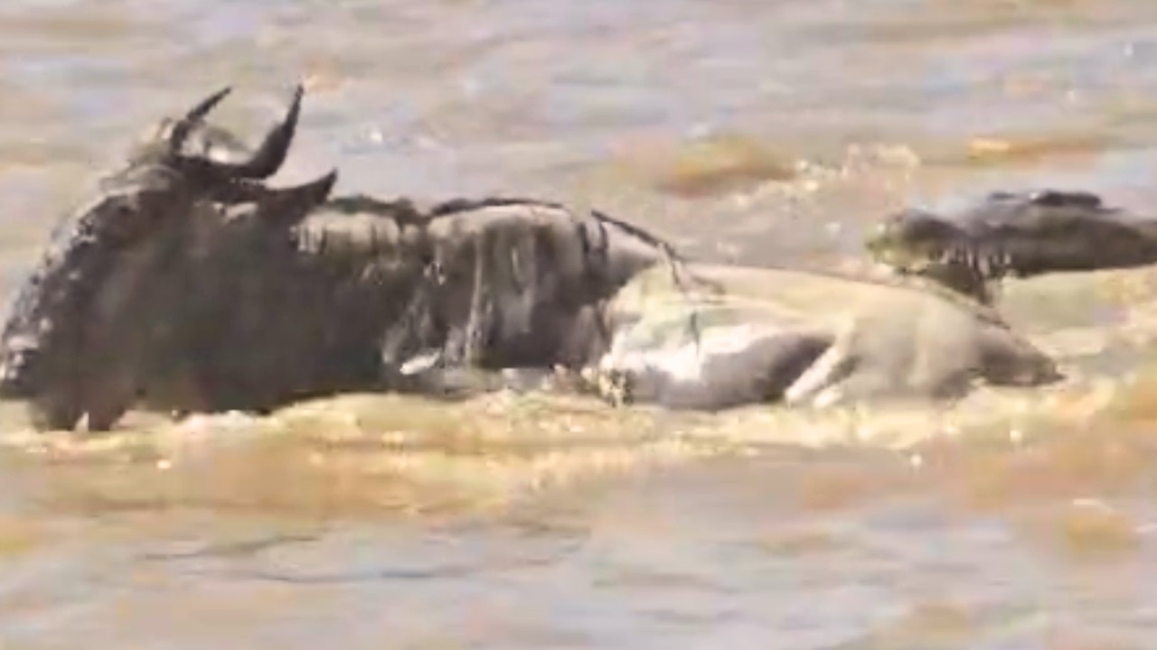 I can't believe this wildebeest lived
