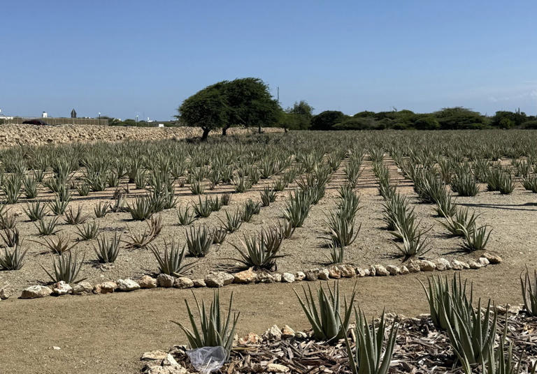 Aruba gives a Dutch welcome — and some sensual Caribbean flavor