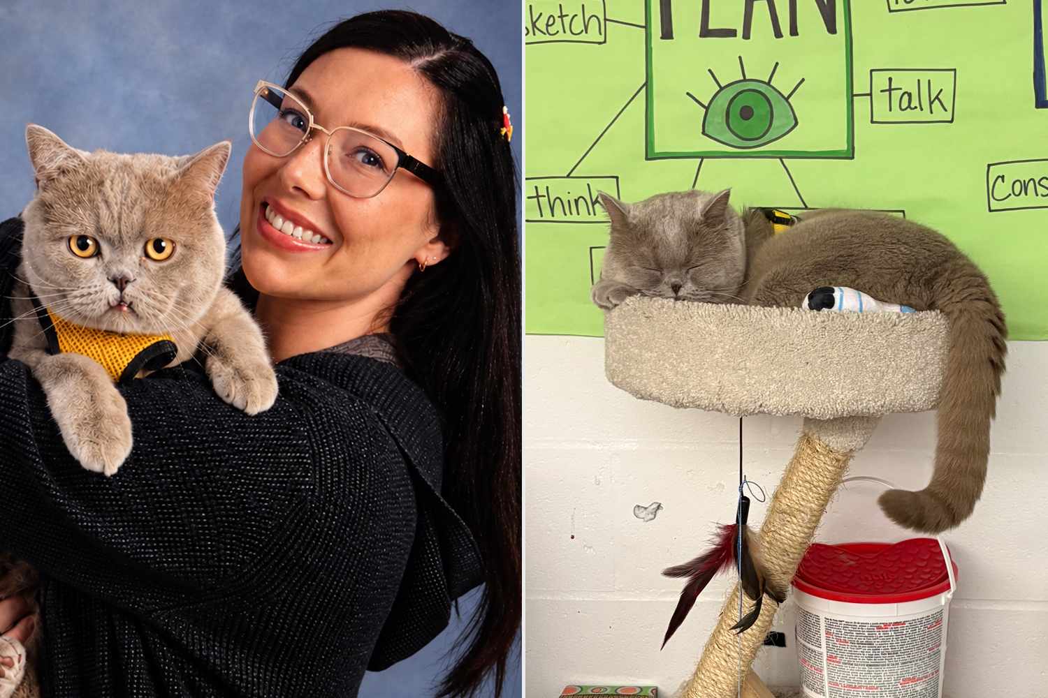 Art teacher gets cat registered as a therapy animal. Now he roams the ...