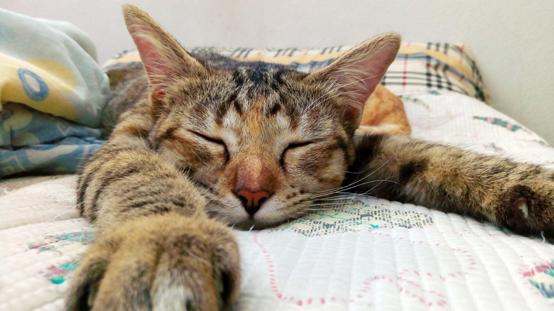 Adorable close-up pics of cats napping that'll have you saying awww