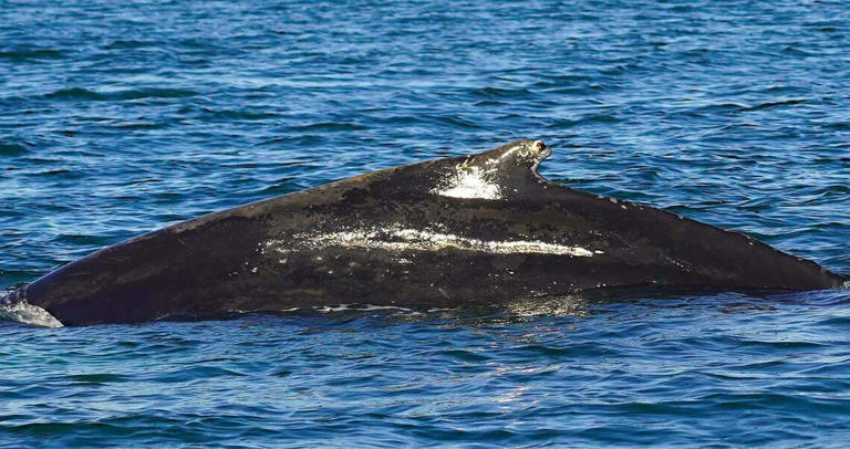 A humpback whale migrating south stops for lunch off the NC coast