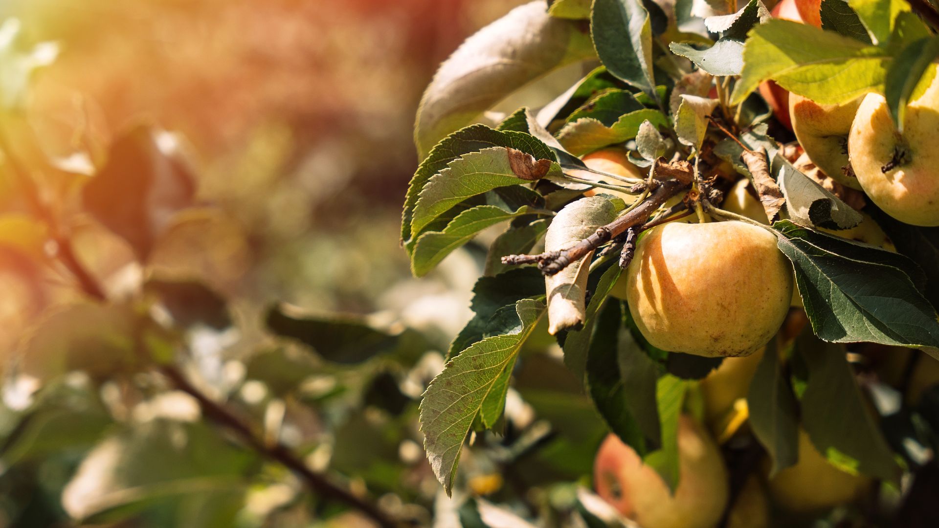 October is the time to order these fruit trees – for a lifetime of ...