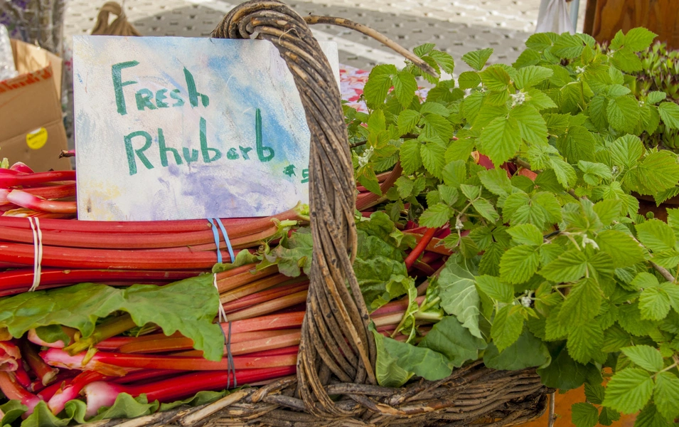 Rhubarb gains attention for heart and gut health benefits