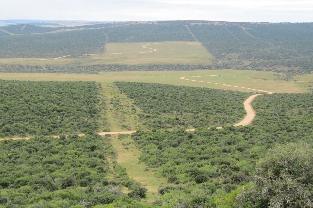 The best self-drive routes in Addo Elephant National Park