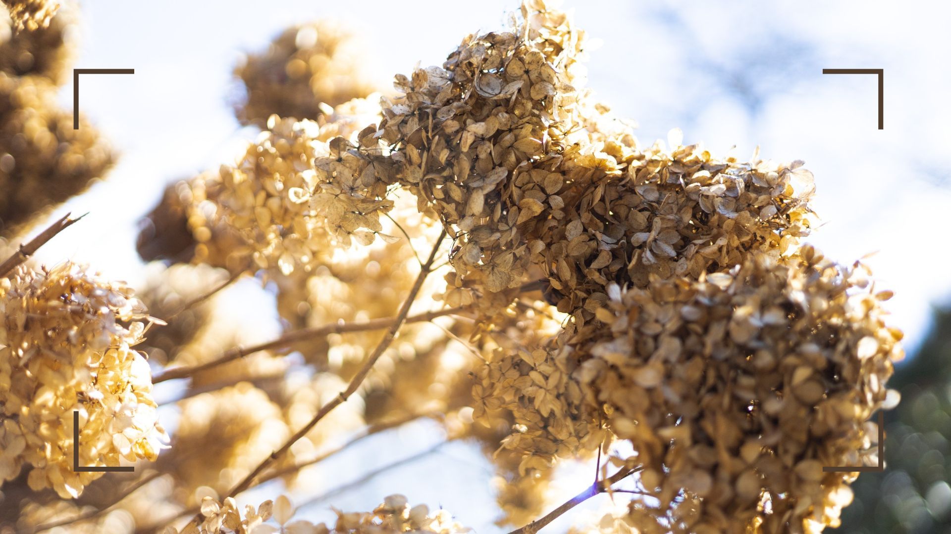 Garden expert shares advice for autumn hydrangea care
