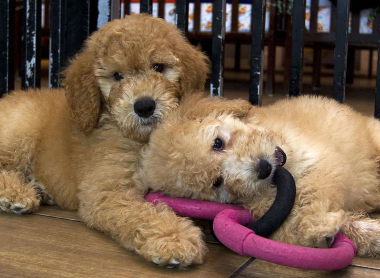 Top 10 pet names of 2026