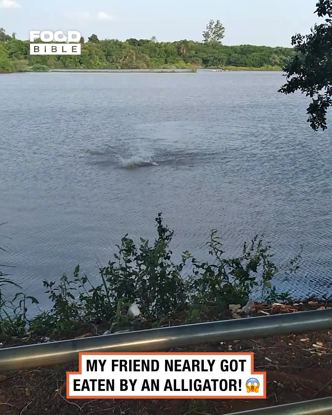 Alligator snaps at swimmer 🏊