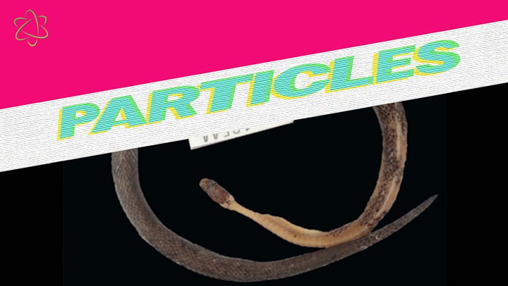 Snake species found in another snake’s stomach