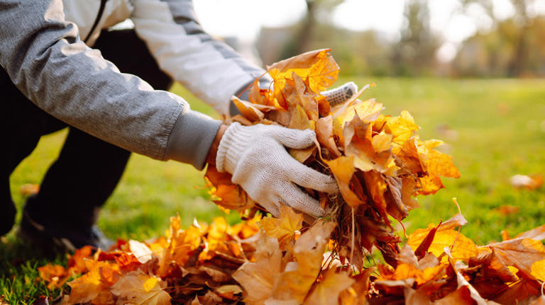 Don't rake the yard this fall: This other tool takes care of leaves ...