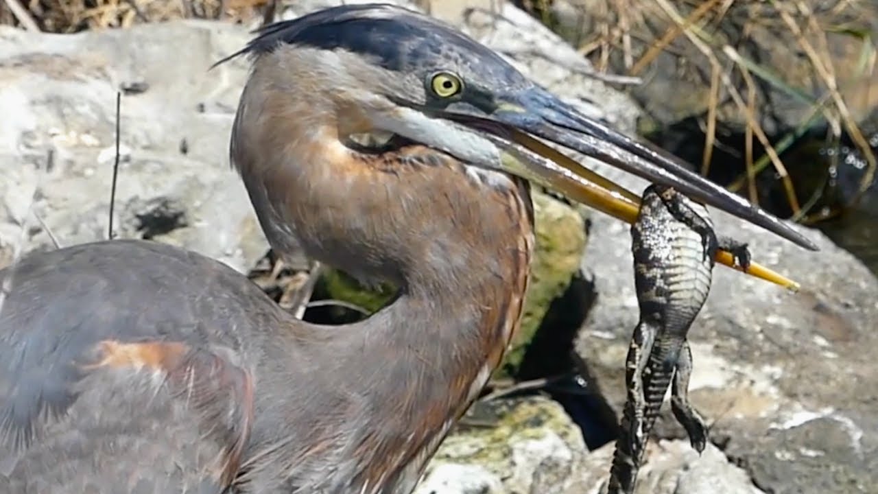 Heron clips that blew my mind 😲
