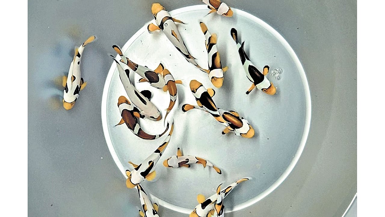 Pulicat tribal women hook success with ornamental fish harvest
