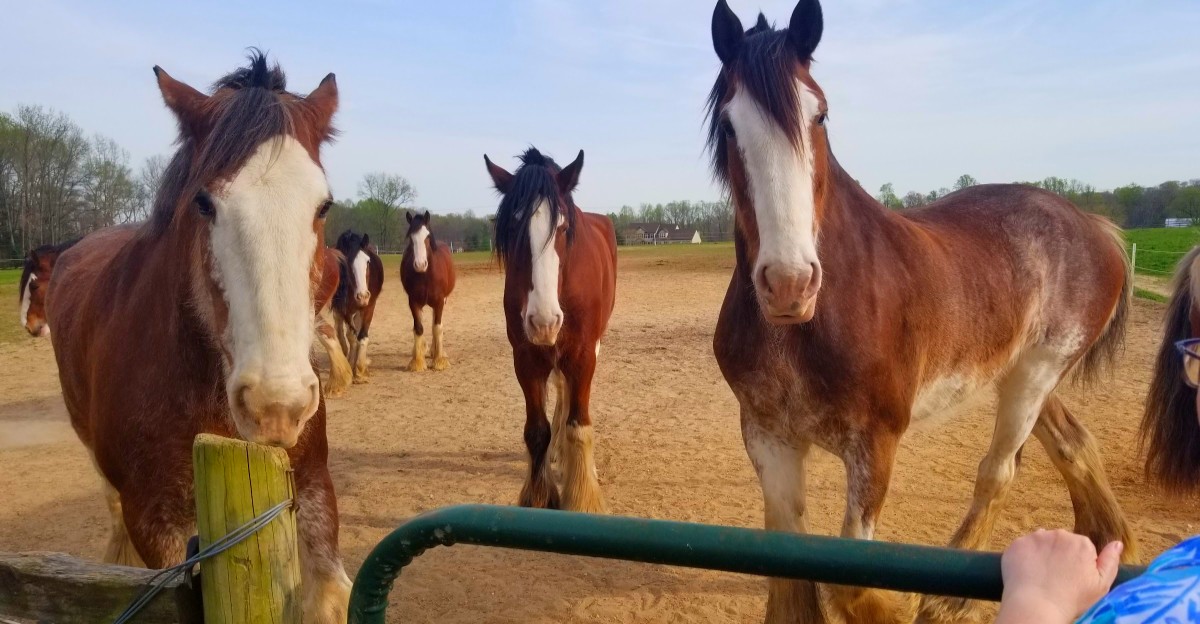 12 places where you can meet giant Clydesdales up close