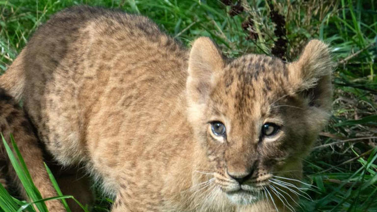 12 Löwenbabys in Dortmund: Wie es mit den Tieren jetzt weitergeht