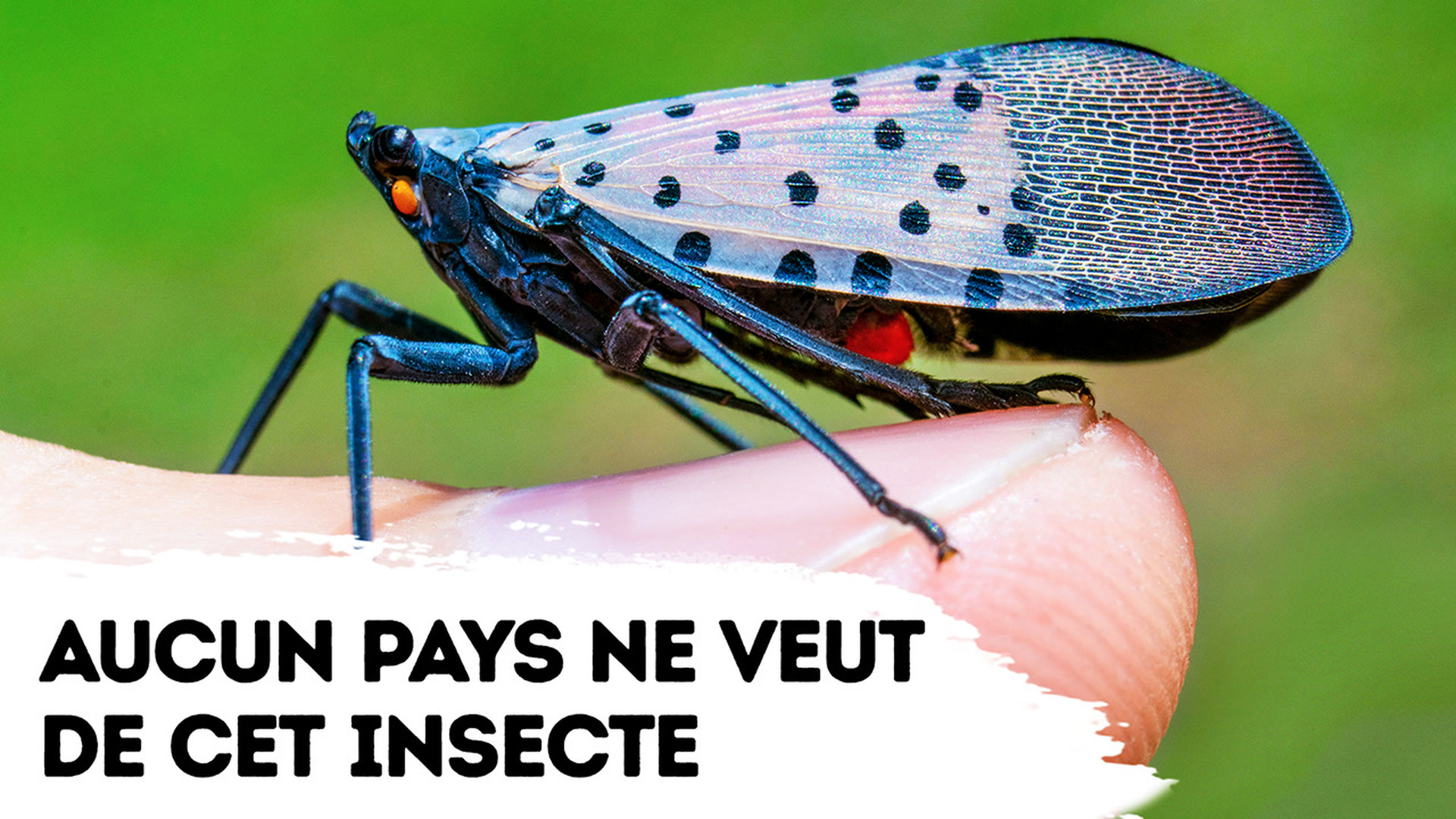 Aucun pays ne veut voir cet insecte, et voici pourquoi