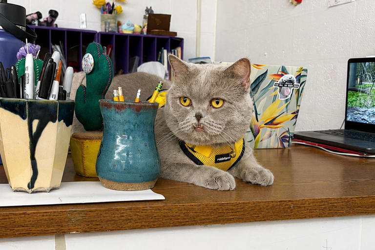 Art teacher gets cat registered as a therapy animal. Now he roams the ...