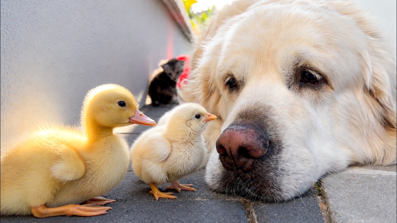 Tiny chick gets brave with a golden retriever
