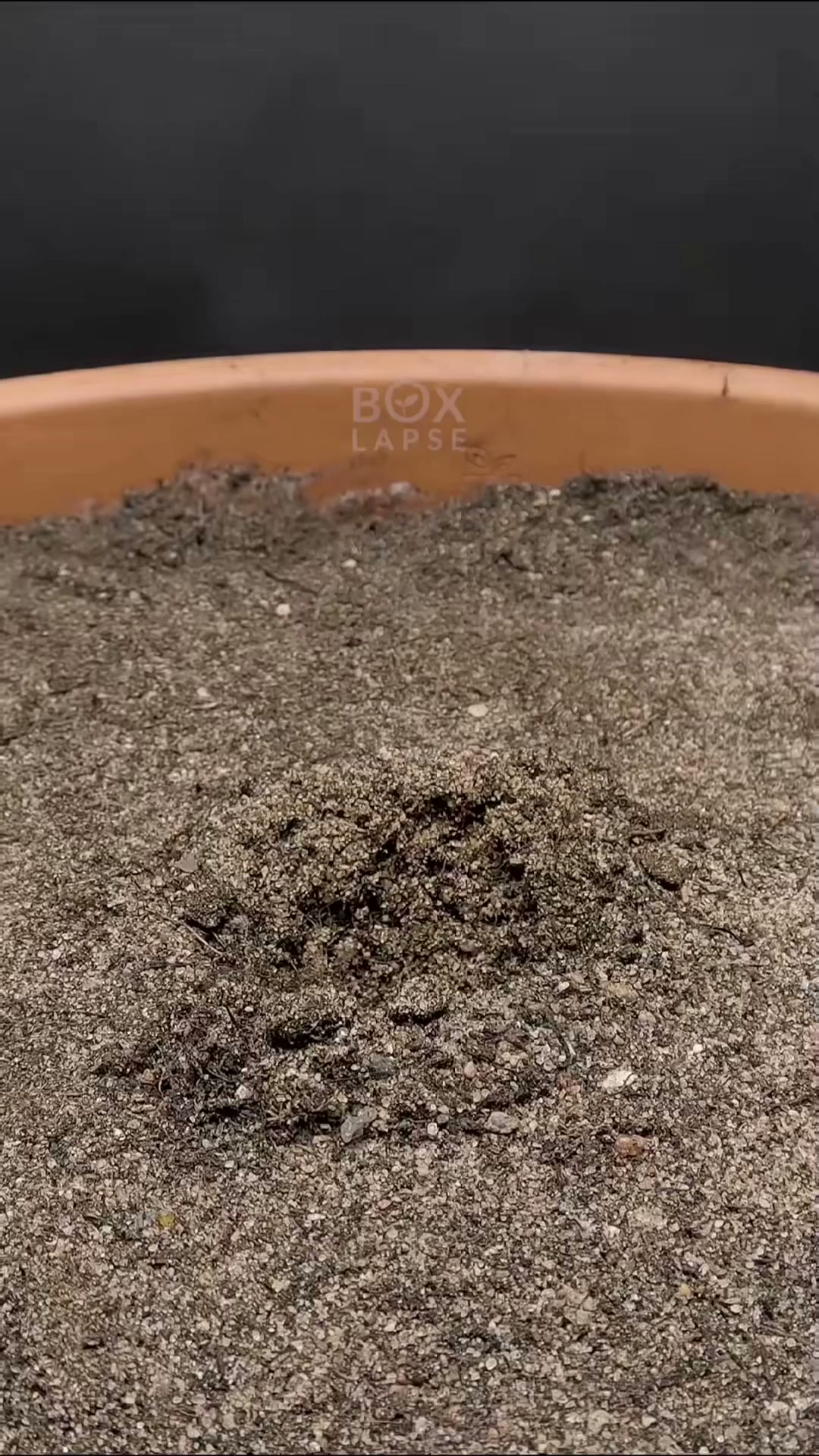 320 days in 60 seconds: A failed attempt at growing cacao
