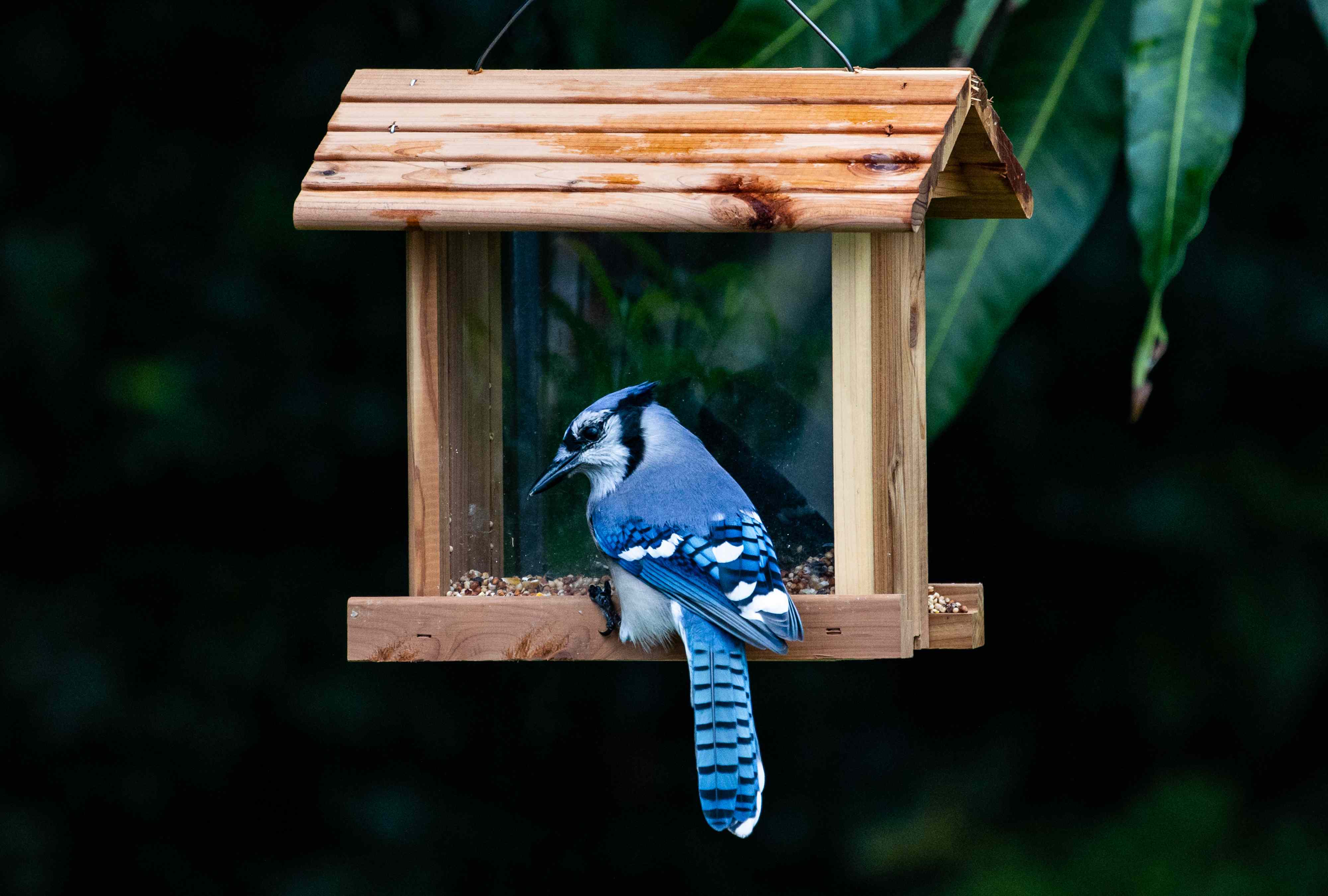 Why blue jays fight at feeders—and how to give smaller birds a chance