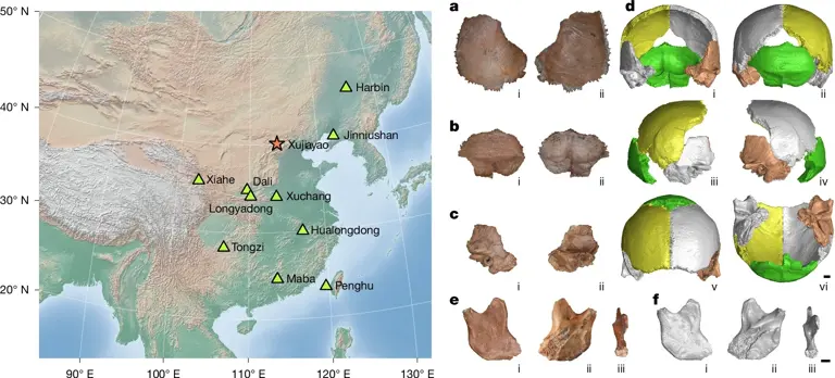 Ancient proteins offer new clues to what Denisovans looked like