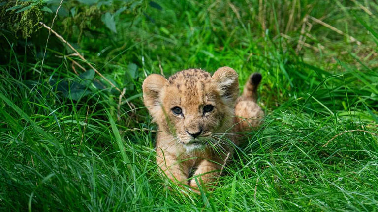 12 Löwenbabys in Dortmund: Wie es mit den Tieren jetzt weitergeht
